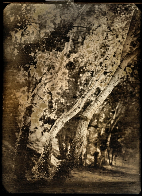 110dpi_Dag Arbre ret.jpg - DAGUERREOTYPE